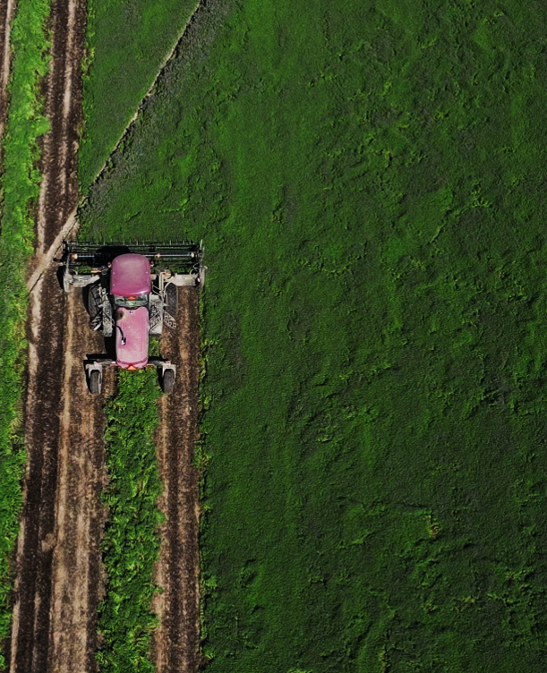 Tractor Swathing and Cutting Mint field